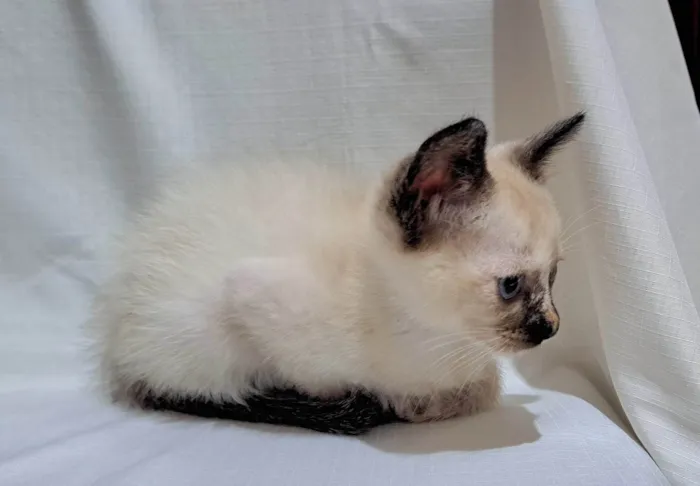 Gato ra a SRD-ViraLata idade Abaixo de 2 meses nome Miah