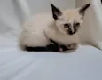 Miah