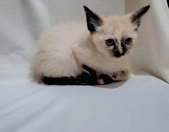 Gato ra a SRD-ViraLata idade Abaixo de 2 meses nome Miah