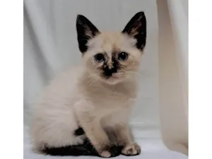 Gato raça SRD-ViraLata idade Abaixo de 2 meses nome Miah