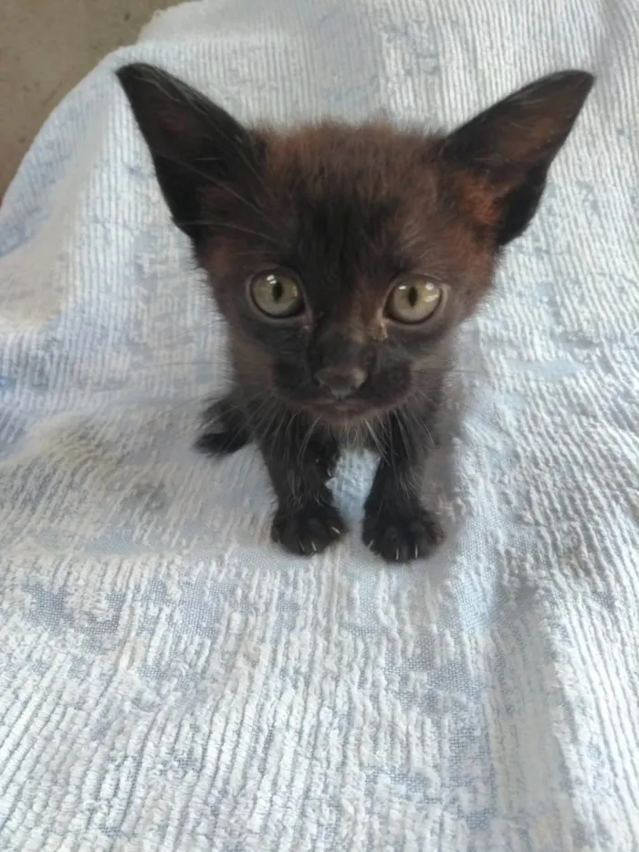 Gato ra a SRD-ViraLata idade Abaixo de 2 meses nome Íris