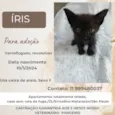 Íris