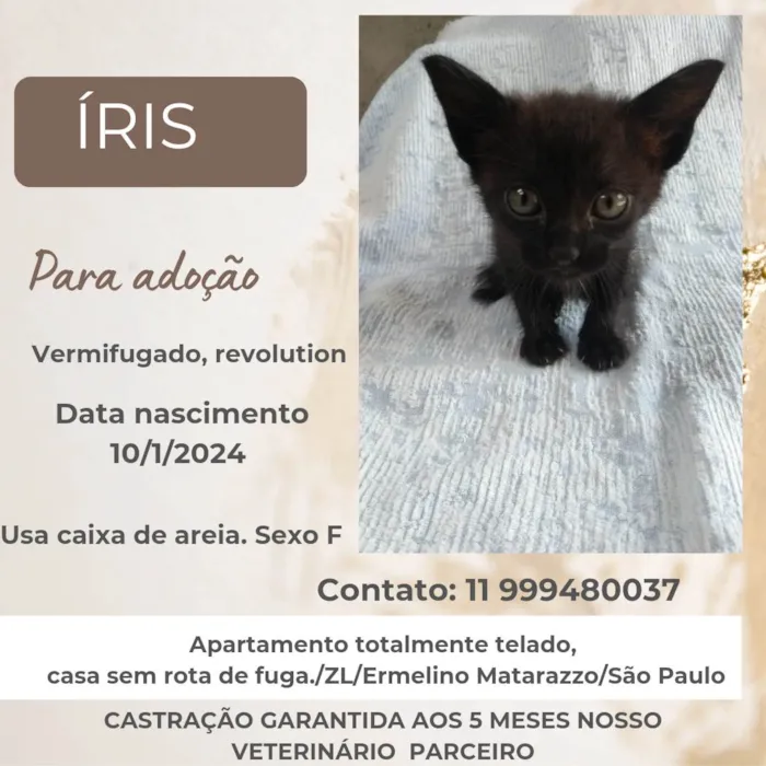 Gato ra a SRD-ViraLata idade Abaixo de 2 meses nome Íris
