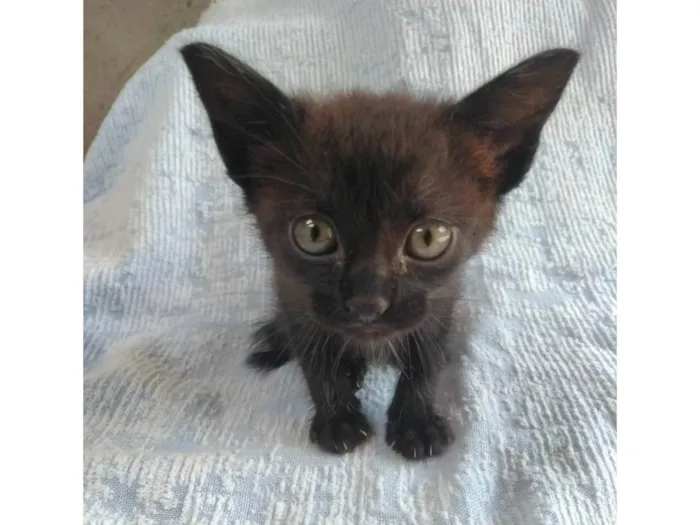 Gato ra a SRD-ViraLata idade Abaixo de 2 meses nome Íris