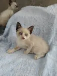Laís