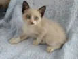 Laís