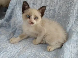 Gato raça SRD-ViraLata idade Abaixo de 2 meses nome Laís