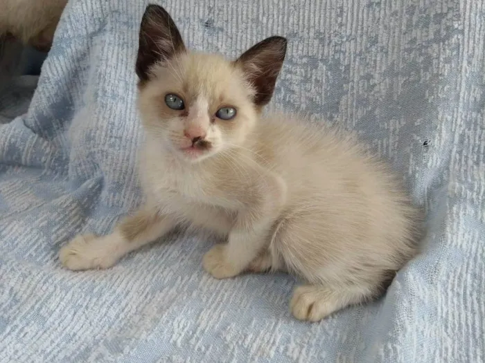 Gato ra a SRD-ViraLata idade Abaixo de 2 meses nome Laís