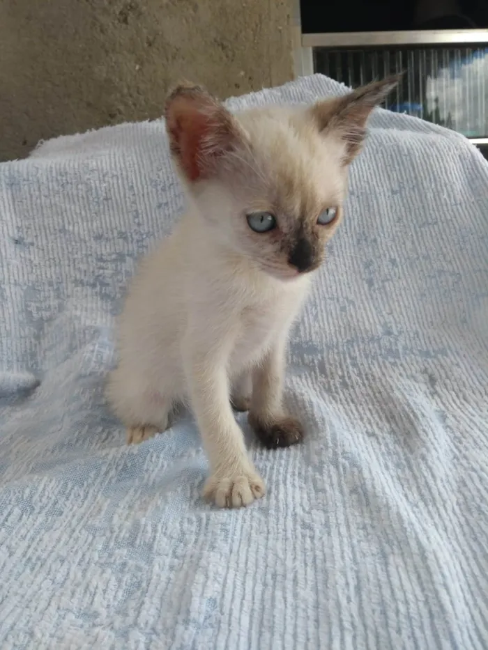 Gato ra a SRD-ViraLata idade Abaixo de 2 meses nome Alice