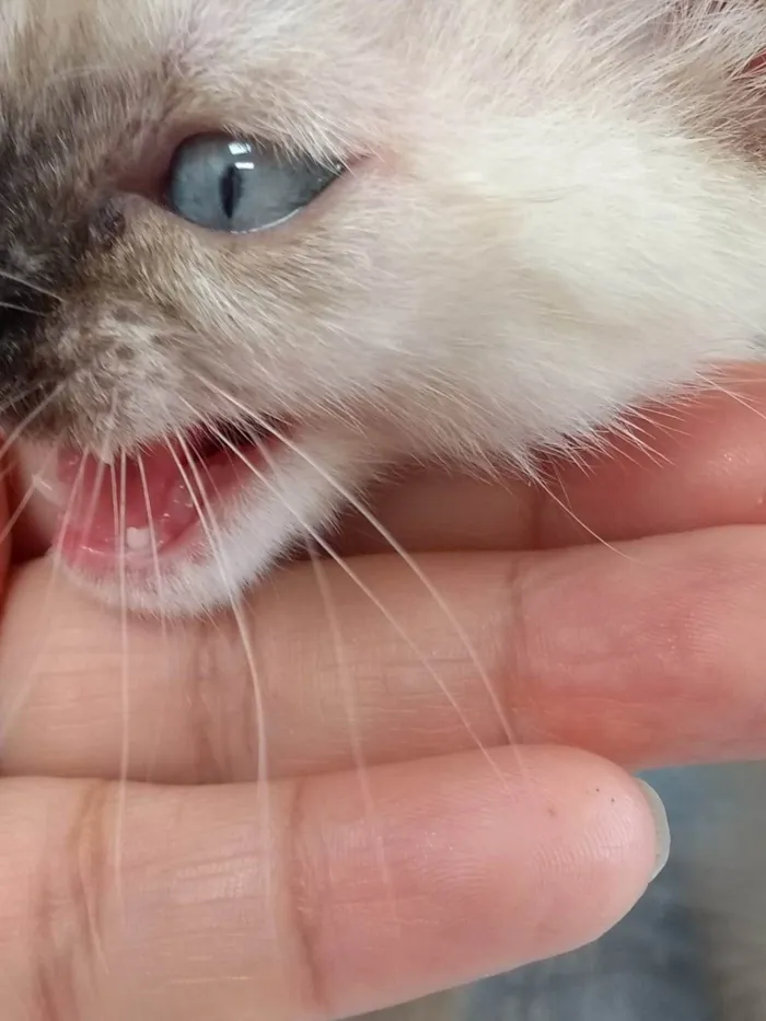 Gato ra a SRD-ViraLata idade Abaixo de 2 meses nome Alice