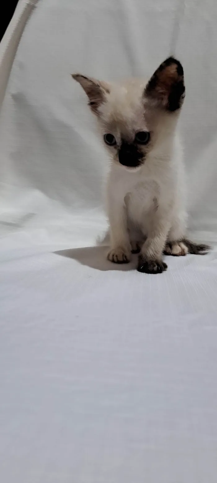 Gato ra a SRD-ViraLata idade Abaixo de 2 meses nome Alice