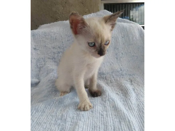 Gato ra a SRD-ViraLata idade Abaixo de 2 meses nome Alice
