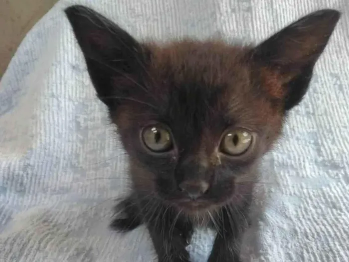 Gato ra a SRD-ViraLata idade Abaixo de 2 meses nome Íris