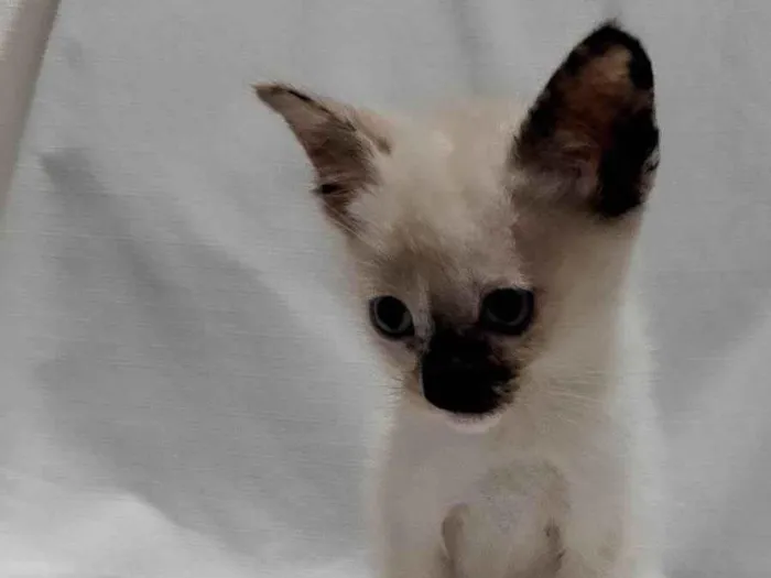 Gato ra a SRD-ViraLata idade Abaixo de 2 meses nome Alice