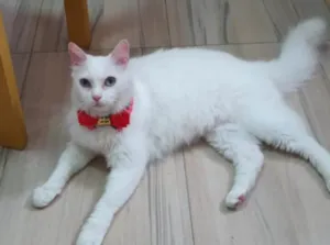 Gato raça SRD-ViraLata idade 4 anos nome GRATIFICA - Garam 