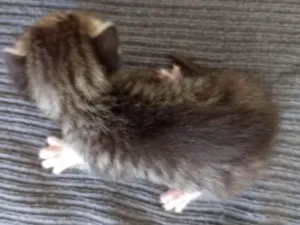 Gato raça SRD-ViraLata idade Abaixo de 2 meses nome Não tem