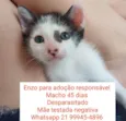 Enzo