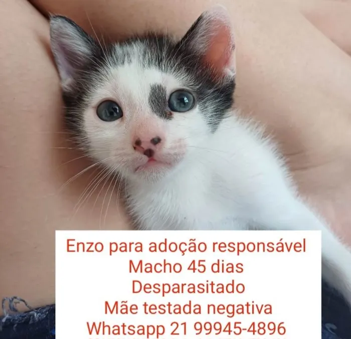 Gato ra a Srd idade 2 a 6 meses nome Enzo