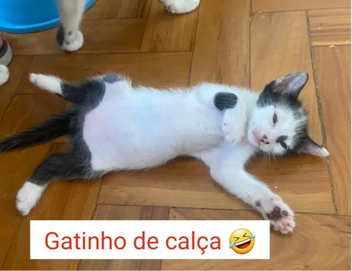 Gato ra a Srd idade 2 a 6 meses nome Enzo