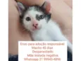 Enzo