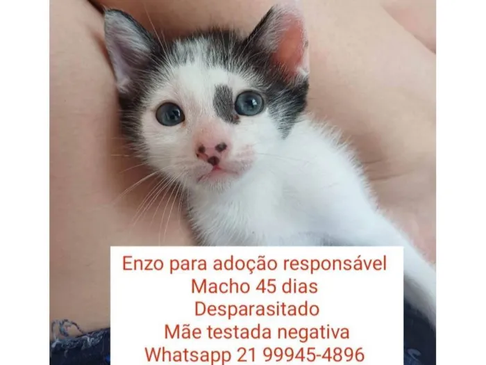 Gato ra a Srd idade 2 a 6 meses nome Enzo