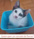 Enzo