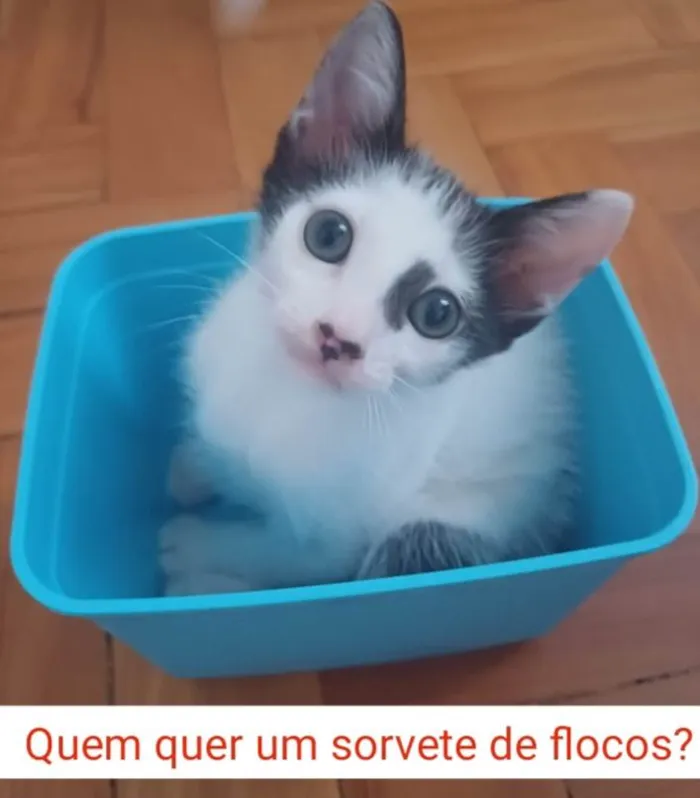 Gato ra a Srd idade 2 a 6 meses nome Enzo