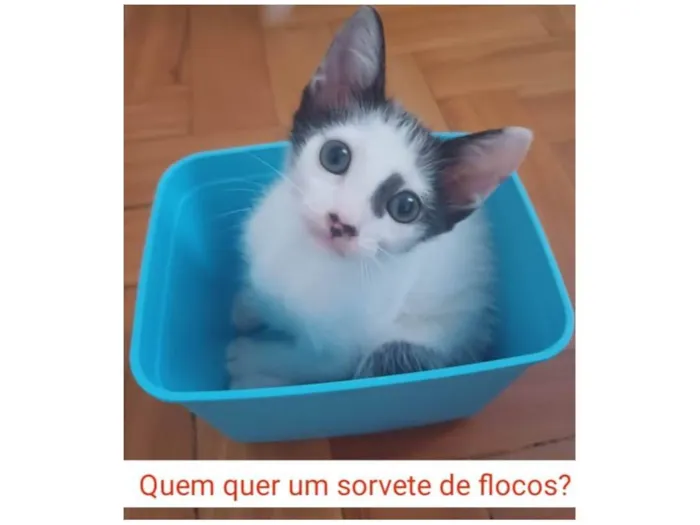 Gato ra a Srd idade 2 a 6 meses nome Enzo