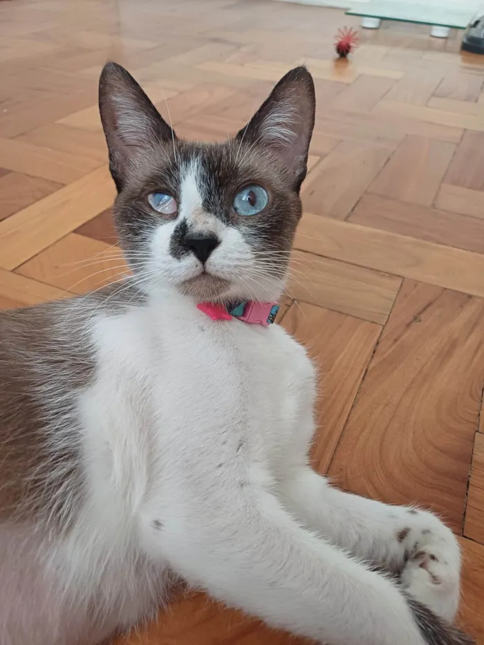 Gato ra a Srd idade 1 ano nome Hope