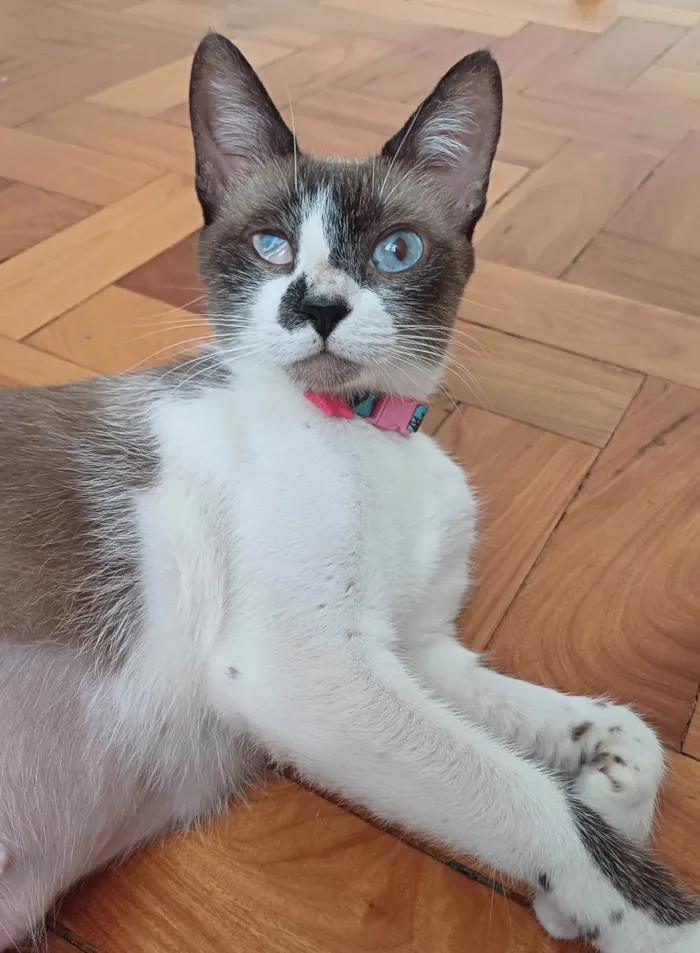 Gato ra a Srd idade 1 ano nome Hope