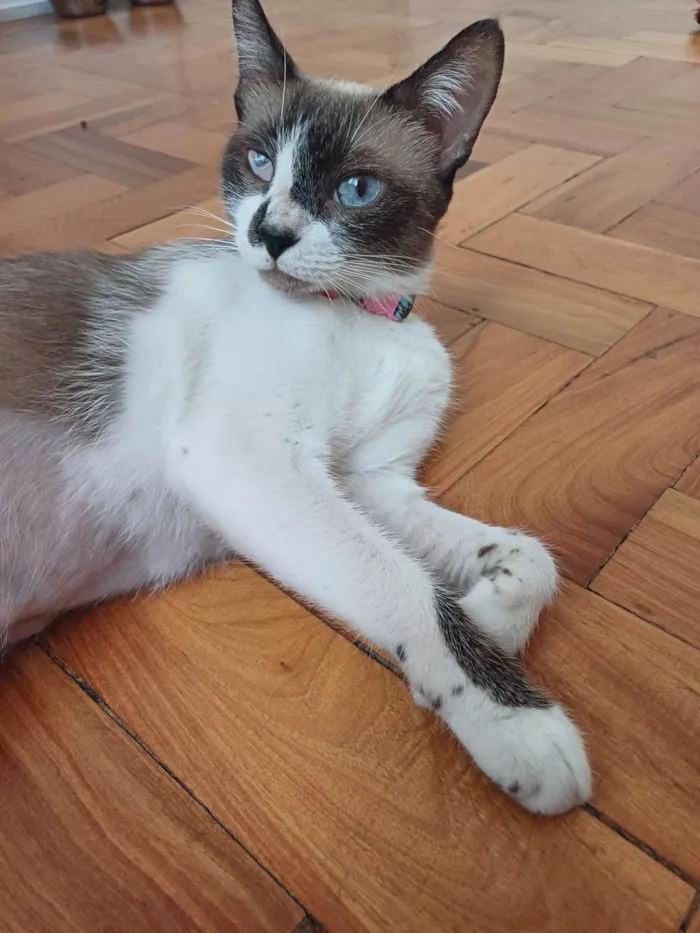 Gato ra a Srd idade 1 ano nome Hope