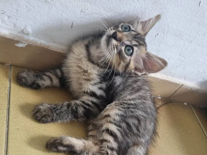 Gato ra a Srd idade 2 a 6 meses nome Monty