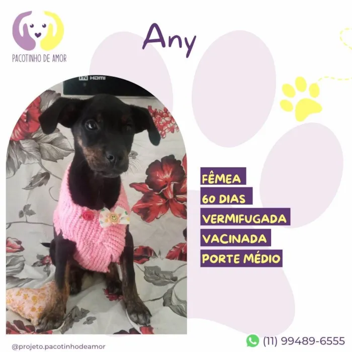Cachorro ra a SRD-ViraLata idade 2 a 6 meses nome Any