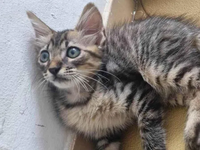 Gato ra a Srd idade 2 a 6 meses nome Monty
