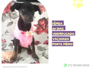 Cachorro raça SRD-ViraLata idade 2 a 6 meses nome Any