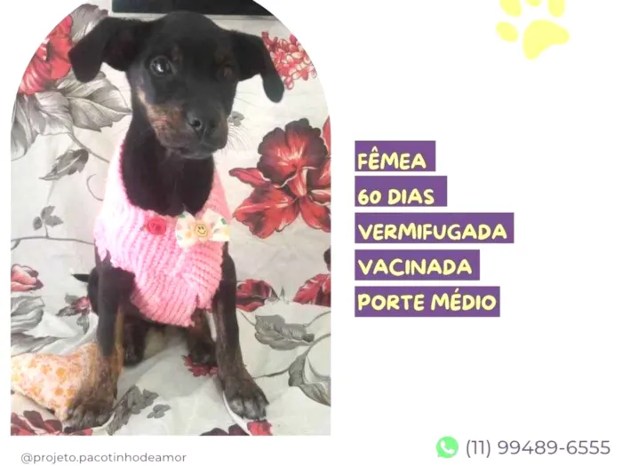 Cachorro ra a SRD-ViraLata idade 2 a 6 meses nome Any