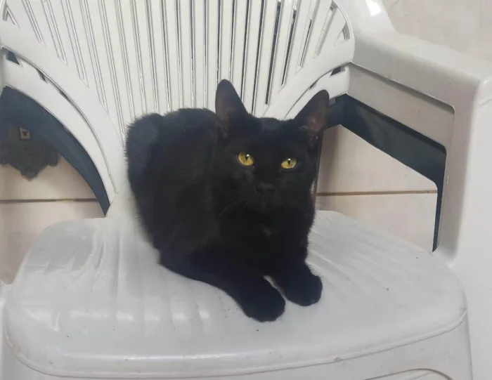 Gato ra a Gato idade 2 a 6 meses nome Café