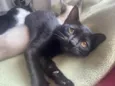 Pepê