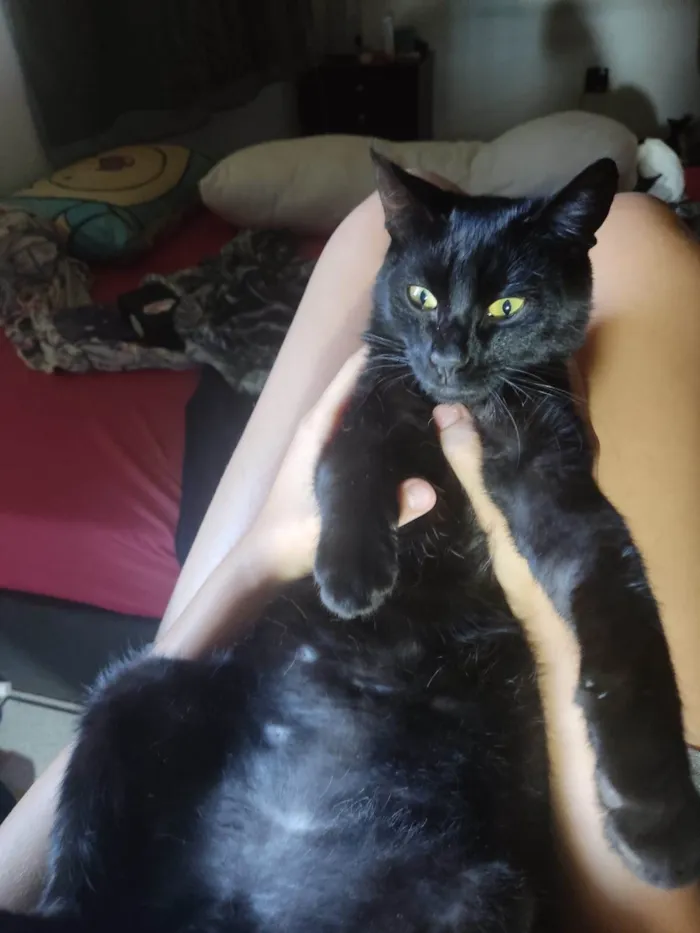 Gato ra a Gato idade 2 a 6 meses nome Café