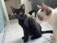 Pepê