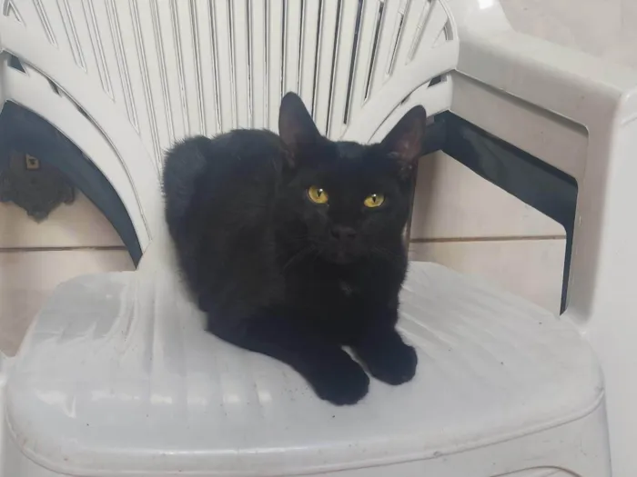 Gato ra a Gato idade 2 a 6 meses nome Café