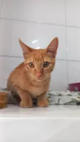 Cenourinha