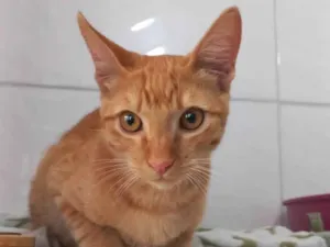 Gato raça Srd idade 7 a 11 meses nome Cenourinha