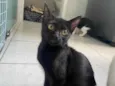 Pepê