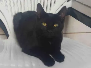 Gato raça Gato idade 2 a 6 meses nome Café