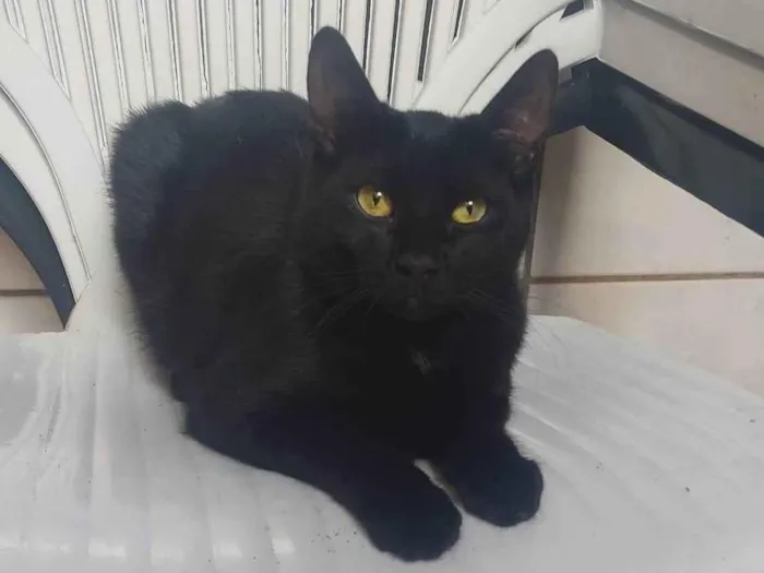 Gato ra a Gato idade 2 a 6 meses nome Café