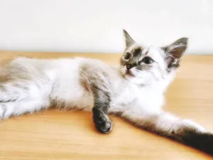Gato raça SRD-ViraLata idade Abaixo de 2 meses nome MARTA MIX