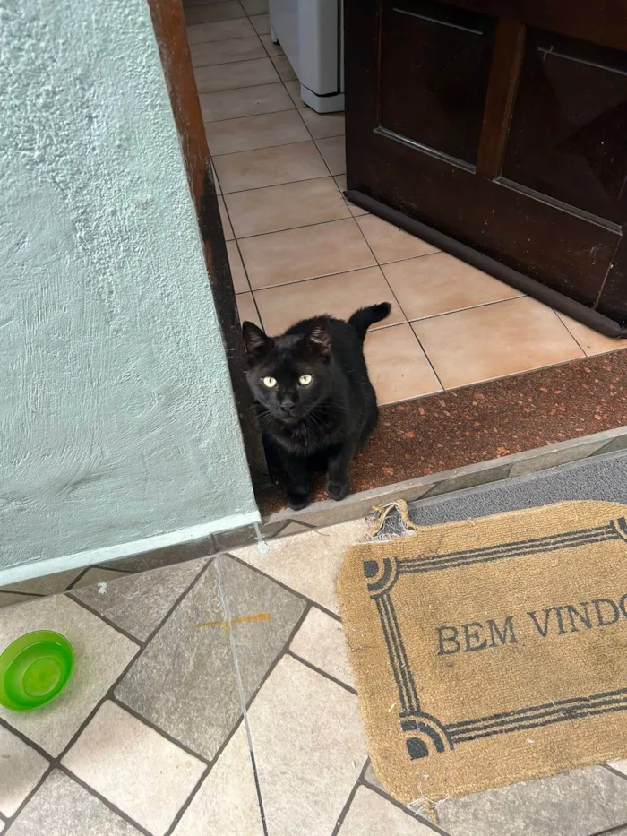 Gato ra a SRD-ViraLata idade 1 ano nome Salem
