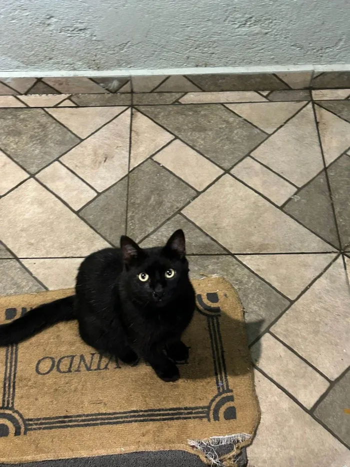 Gato ra a SRD-ViraLata idade 1 ano nome Salem