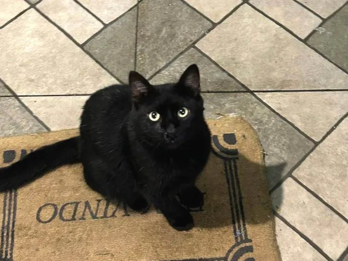 Gato ra a SRD-ViraLata idade 1 ano nome Salem